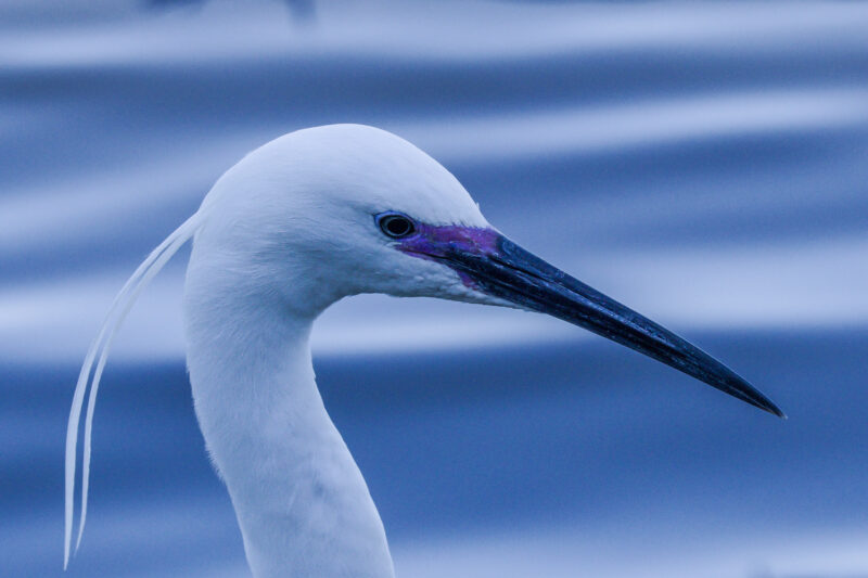 Aigrette garzette